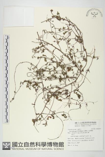 菜欒藤藏品圖，第1張