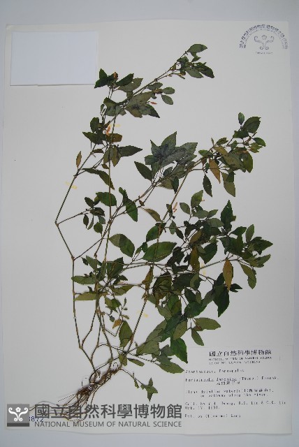 九頭獅子草藏品圖，第1張