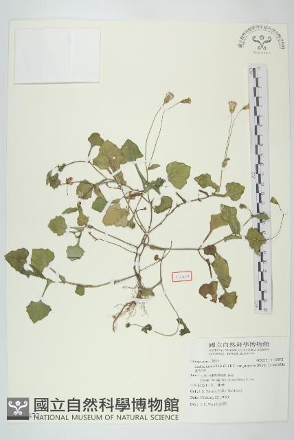 紫背草藏品圖，第1張