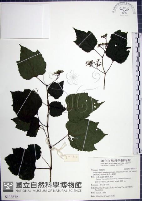 漢氏山葡萄藏品圖，第1張