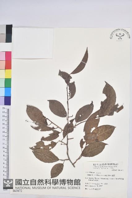 紫黃藏品圖，第1張