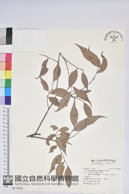 巒大越橘藏品圖，第1張