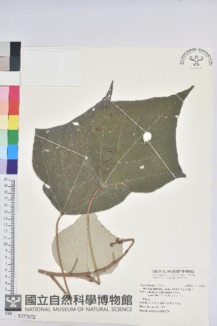 白匏子藏品圖，第1張