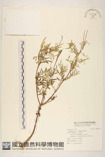 西番菊、萬壽菊藏品圖，第1張