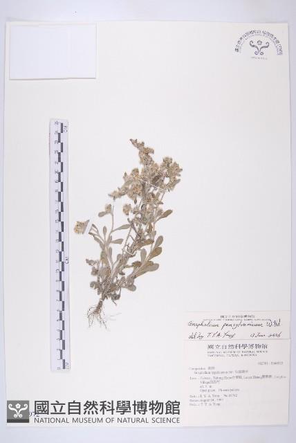 匙葉鼠麴草藏品圖，第1張