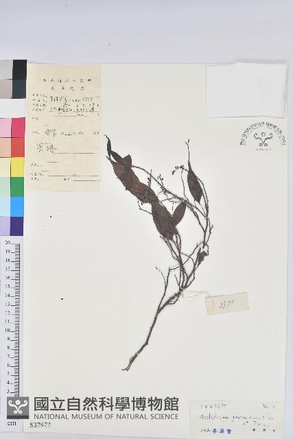 日本五月茶、南投五月茶藏品圖，第1張