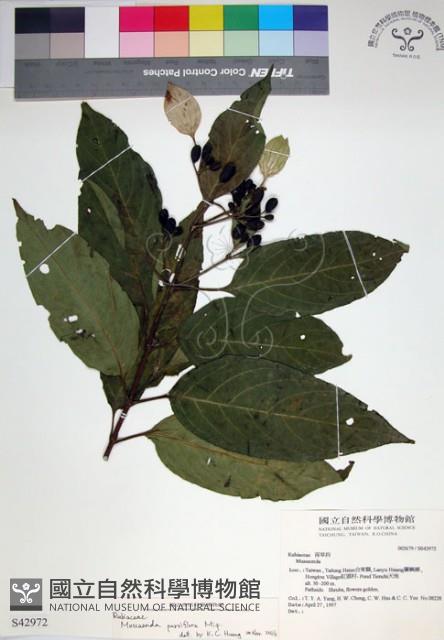 玉葉金花藏品圖，第1張