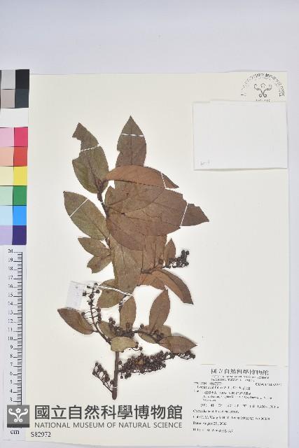 南燭藏品圖，第1張