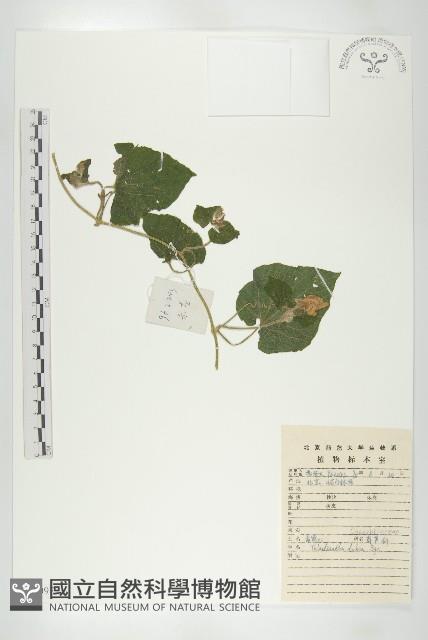 赤瓟藏品圖，第1張