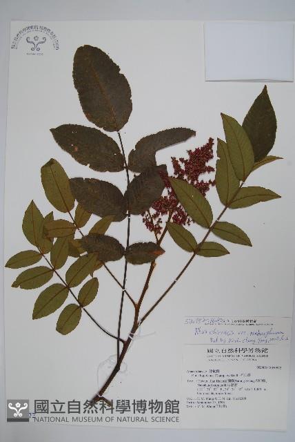 羅氏鹽膚木藏品圖，第1張