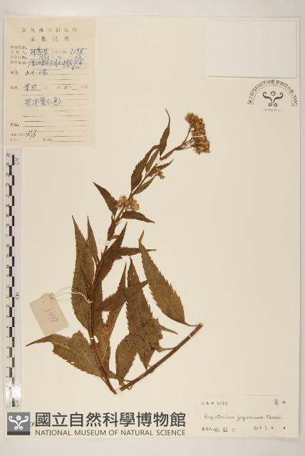 佩蘭、澤蘭藏品圖，第1張