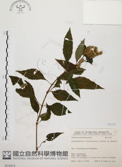 臺灣鱗球花藏品圖，第1張