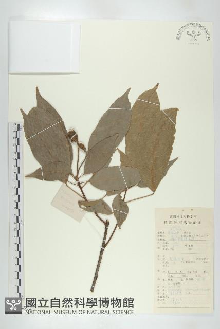 猴歡喜藏品圖，第1張