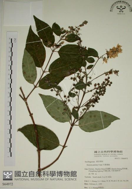 大葉溲疏藏品圖，第1張
