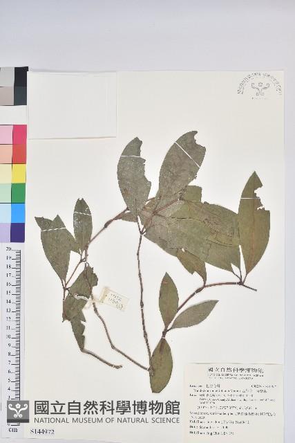 西施花、青紫木藏品圖，第1張