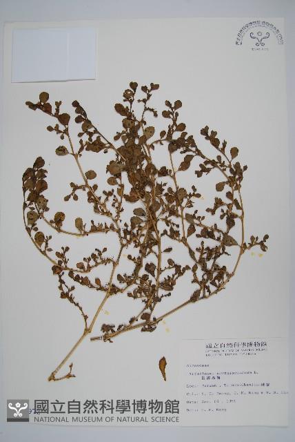 假海馬齒藏品圖，第1張