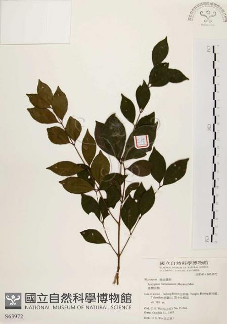 臺灣赤楠藏品圖，第1張