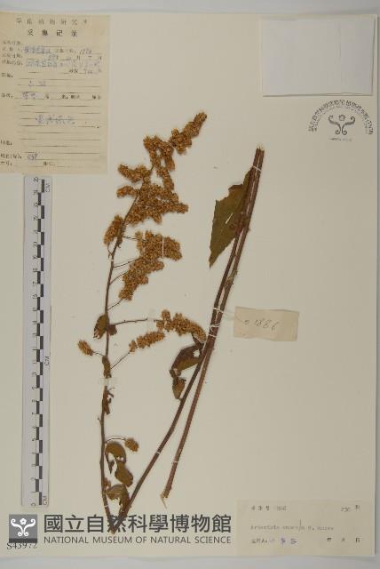 珍珠蒿、奇蒿藏品圖，第1張