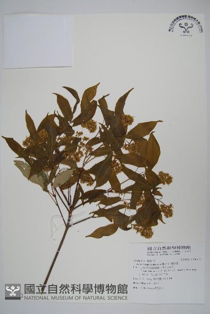 樟葉槭, 飛蛾子樹藏品圖，第1張