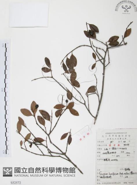 小葉赤楠藏品圖，第1張