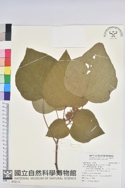 野桐藏品圖，第1張