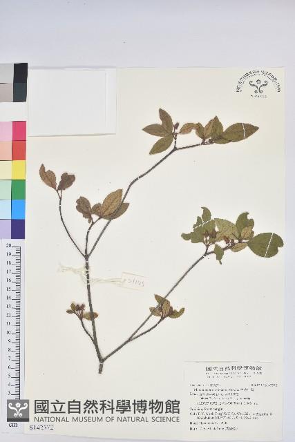 金毛杜鵑藏品圖，第1張