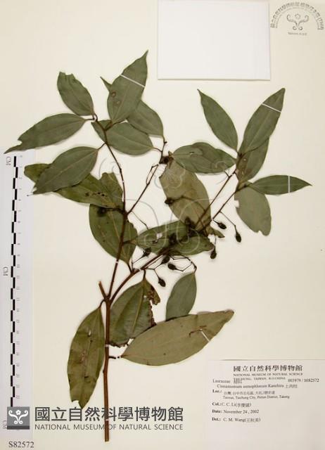 土肉桂藏品圖，第1張