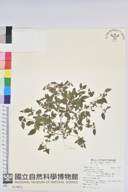 Accession Number:S110572 Collection Image