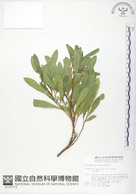 車桑子藏品圖，第1張