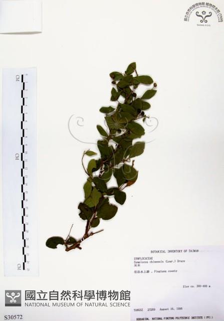 灰木藏品圖，第1張