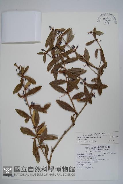 太魯閣小檗藏品圖，第1張