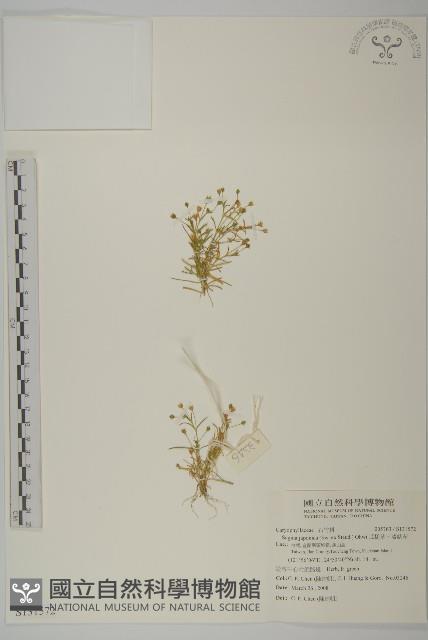 瓜槌草、漆姑草藏品圖，第1張