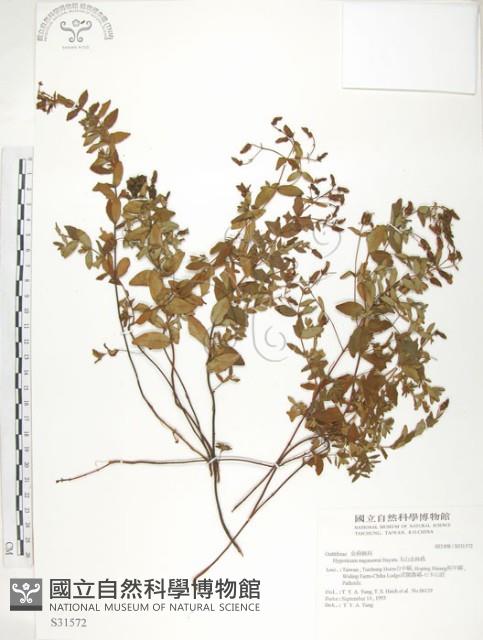 玉山金絲桃藏品圖，第1張