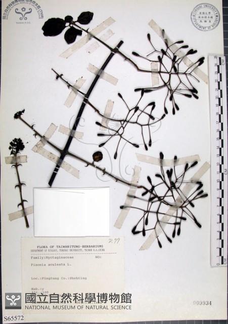 腺果藤、刺藤藏品圖，第1張