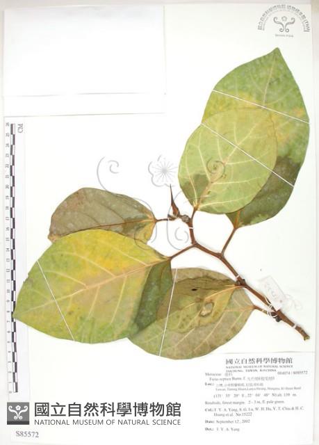 大冇榕、稜果榕藏品圖，第1張