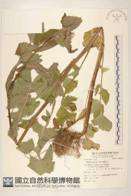 苦滇菜、苦菜藏品圖，第1張