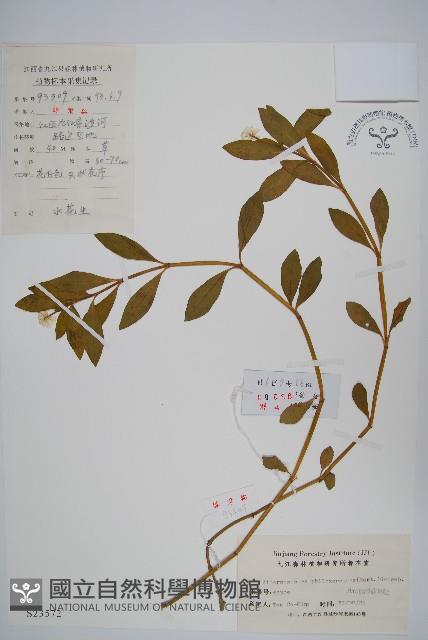 Alligator alternanthera Collection Image, Figure 1, Total 2 Figures