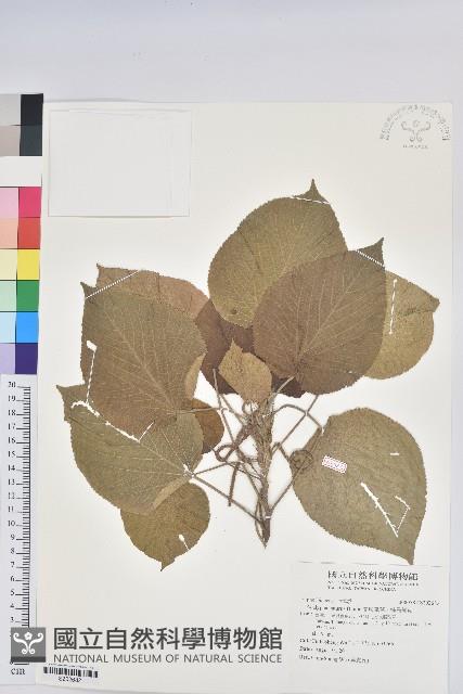 蘭嶼鐵莧、綠島鐵莧藏品圖，第1張