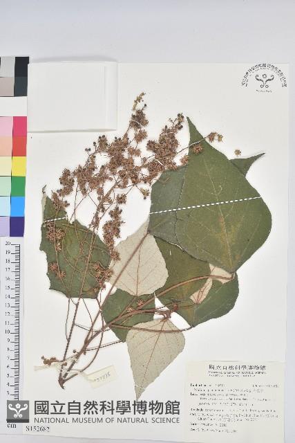 白匏子藏品圖，第1張