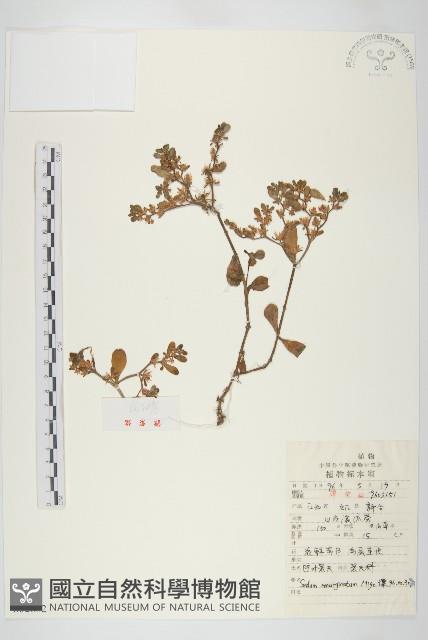 凹葉景天藏品圖，第1張