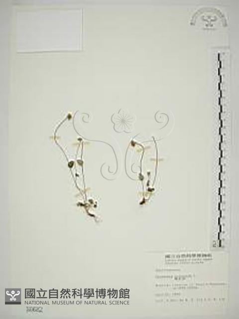 梅花草藏品圖，第1張