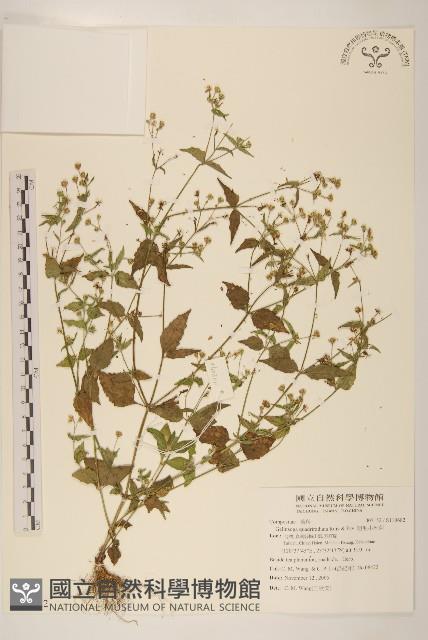 粗毛小米菊藏品圖，第1張
