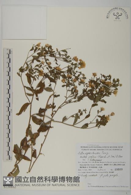 登錄號:S130682藏品圖，第1張