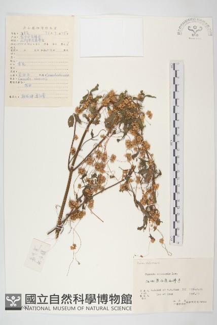 中國菟絲子藏品圖，第1張