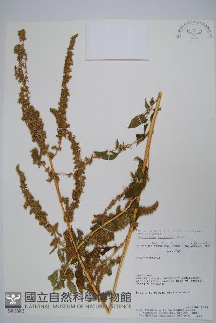 登錄號:S080682藏品圖，第1張