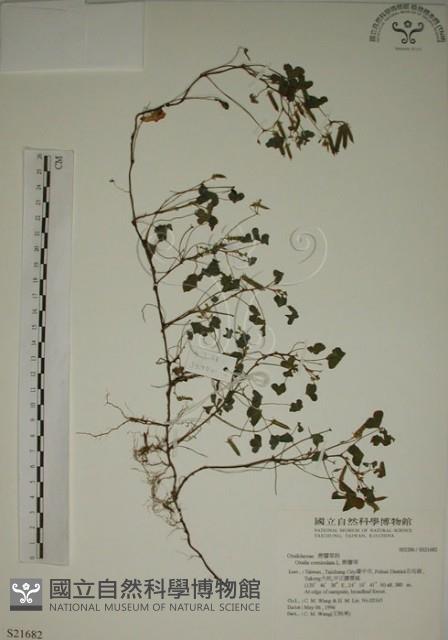 酢漿草藏品圖，第1張