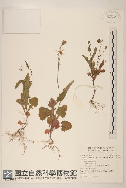 紫背草藏品圖，第1張