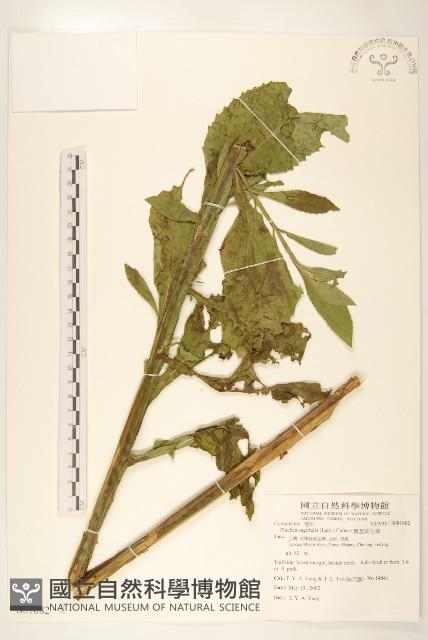 翼莖闊苞菊藏品圖，第1張