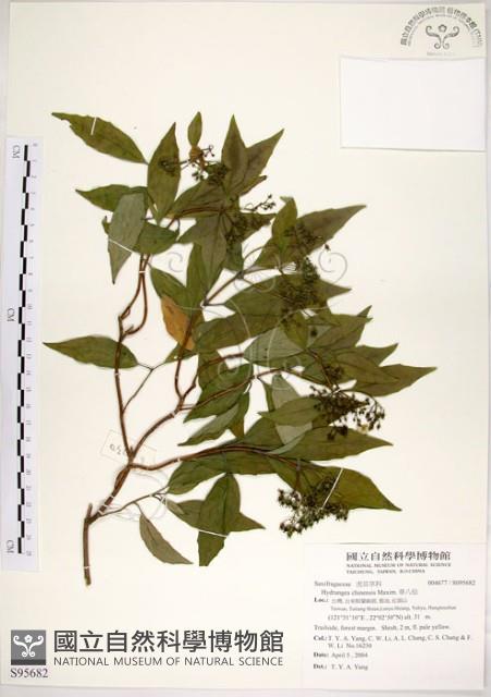 華八仙藏品圖，第1張