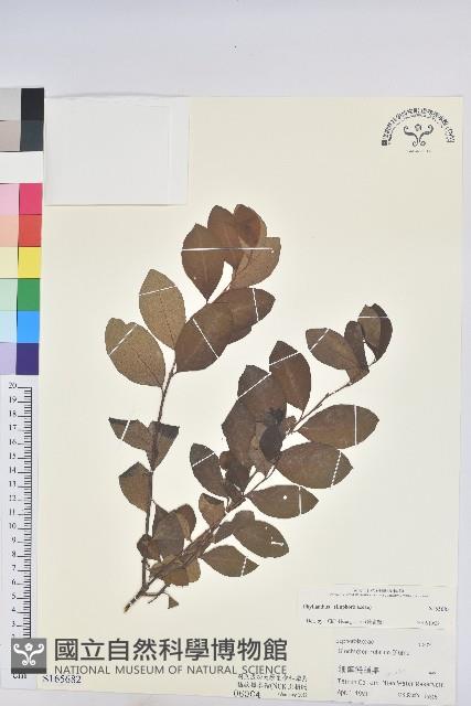 登錄號:S165682藏品圖，第1張